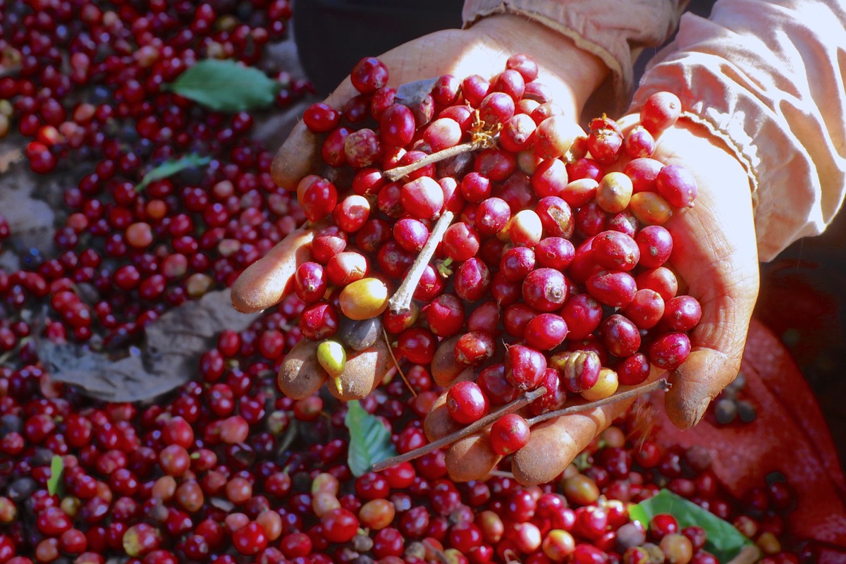 Vietnamese firm expands deforestation-free coffee exports to US