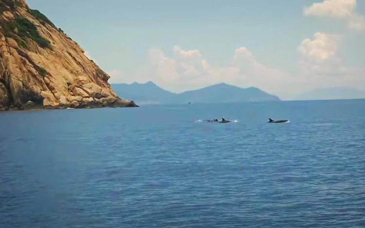 Nearly 100 dolphins dance through Vietnam's Nha Trang Bay