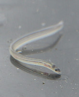 Glass eels, or baby Japanese eels, in the city of Nishio, Aichi Prefecture, in April 2014