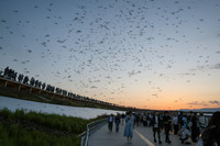Swarms of midges around the Grand Ring at the Osaka Expo venue on Wednesday